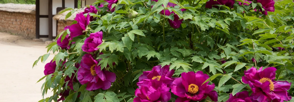 Lila Pfingstrosen vor Fachwerkhaus